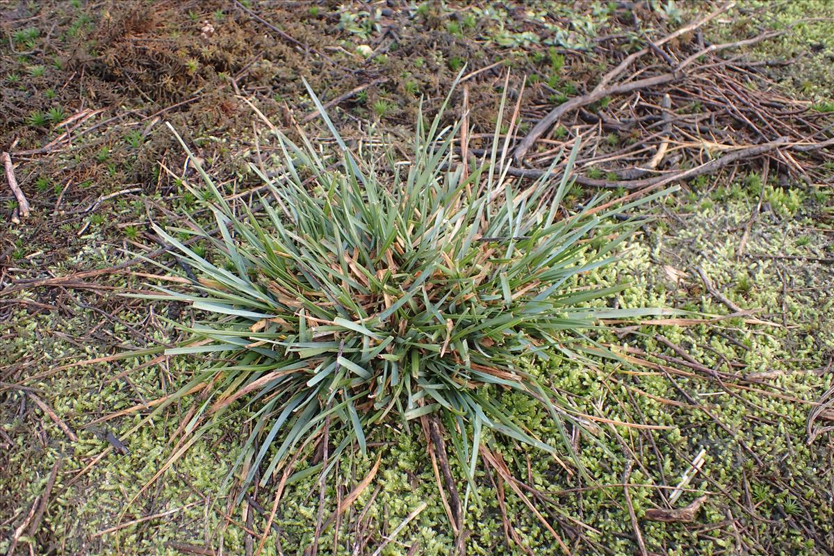 Danthonia decumbens (door Stef van Walsum)