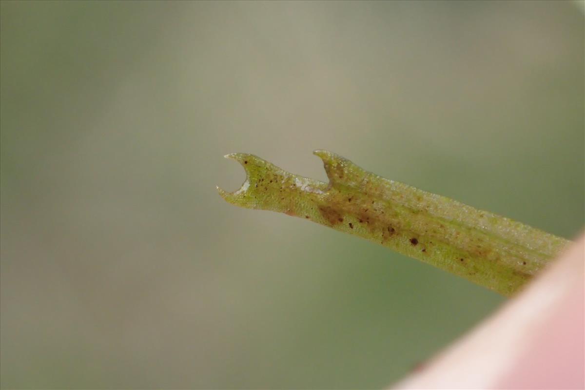 Callitriche brutia (door Stef van Walsum)