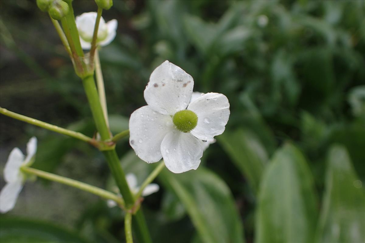 Sagittaria graminea (door Stef van Walsum)