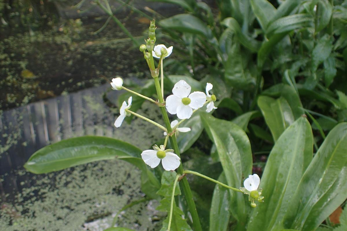 Sagittaria graminea (door Stef van Walsum)