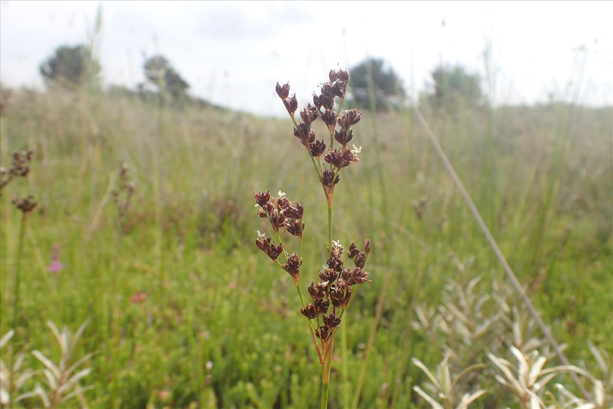 Juncus anceps (door Stef van Walsum)