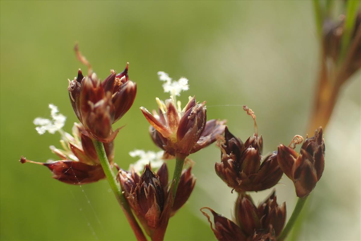 Juncus anceps (door Stef van Walsum)