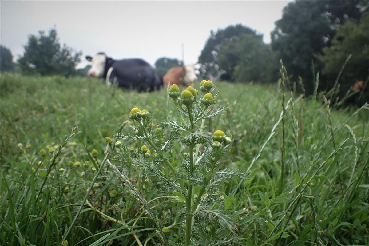 Matricaria discoidea (door Stef van Walsum)