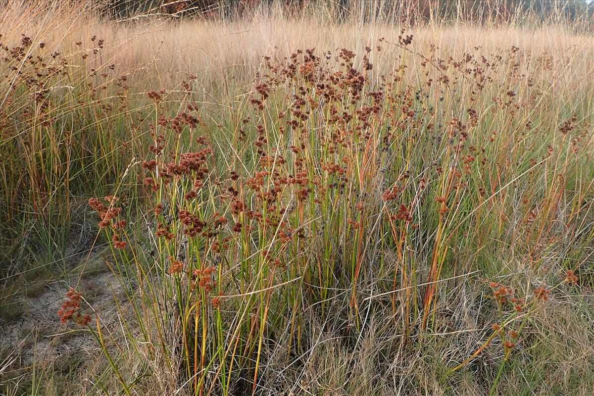 Juncus canadensis (door Stef van Walsum)