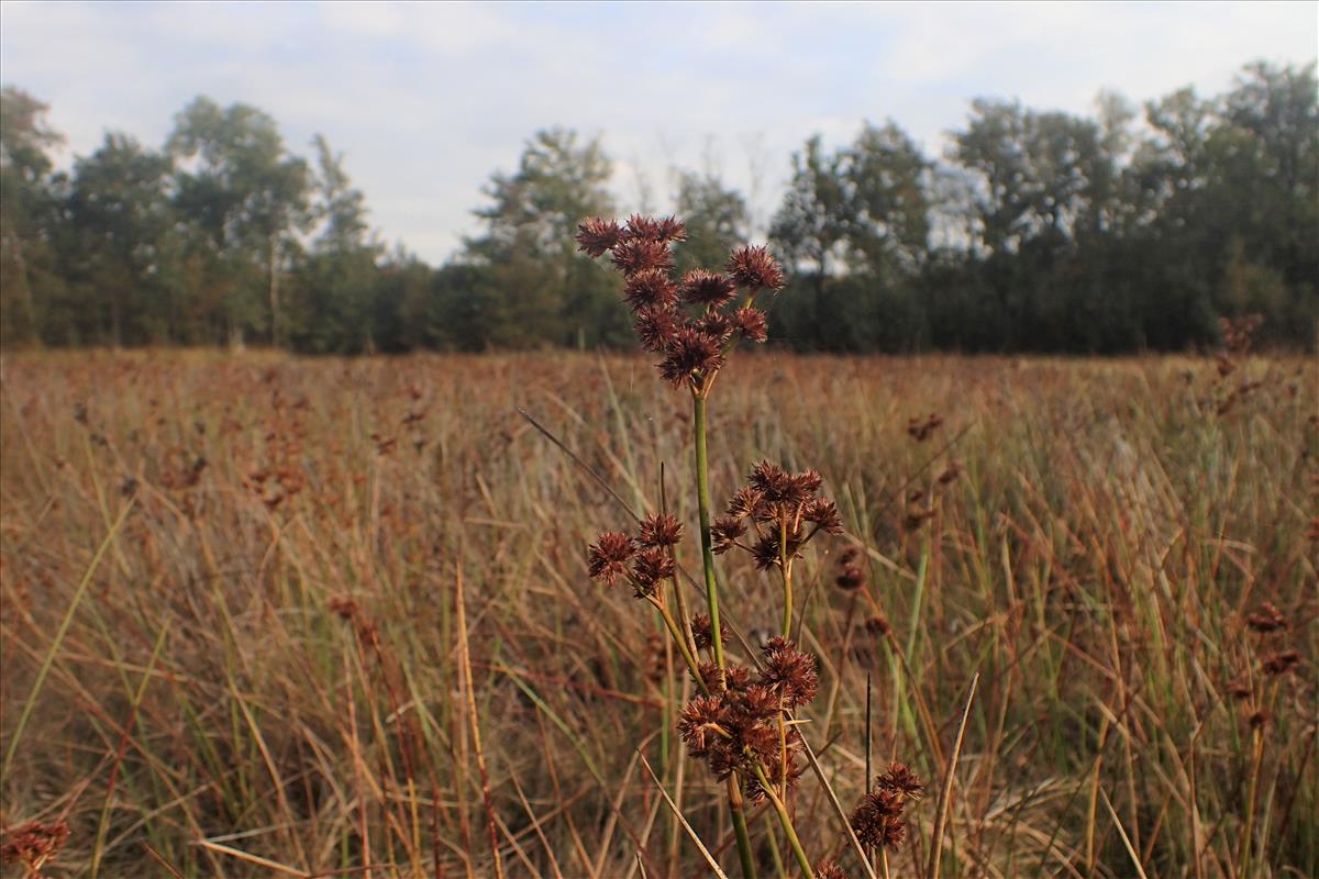 Juncus canadensis (door Stef van Walsum)