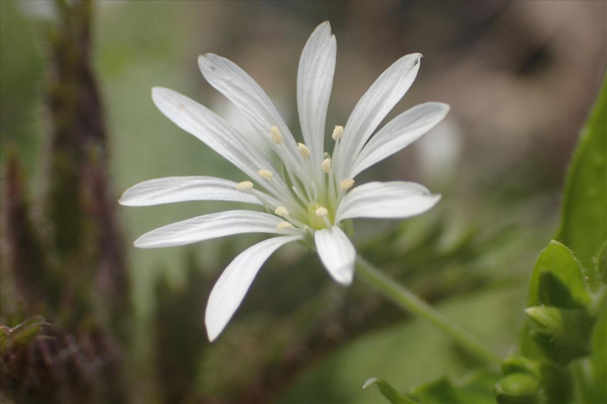 Stellaria nemorum (door Stef van Walsum)