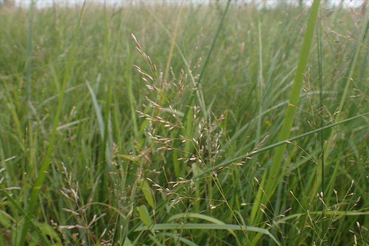 Poa palustris (door Stef van Walsum)