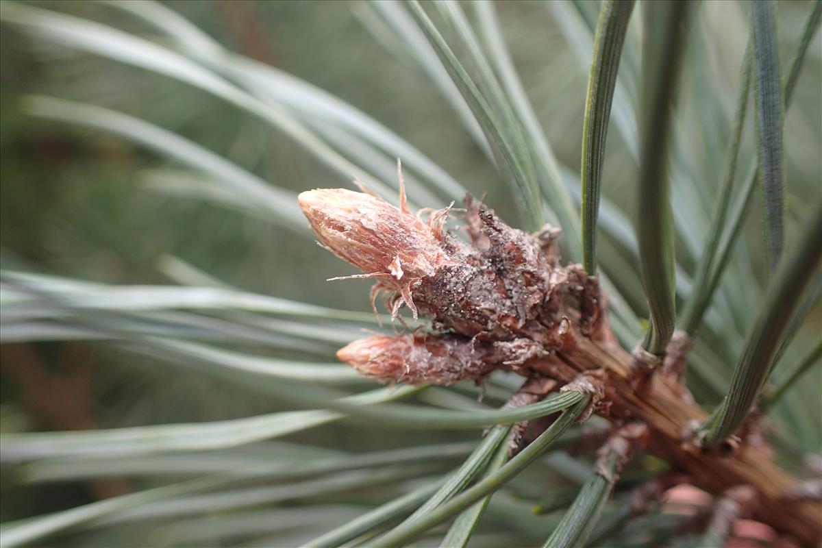 Pinus nigra (door Stef van Walsum)