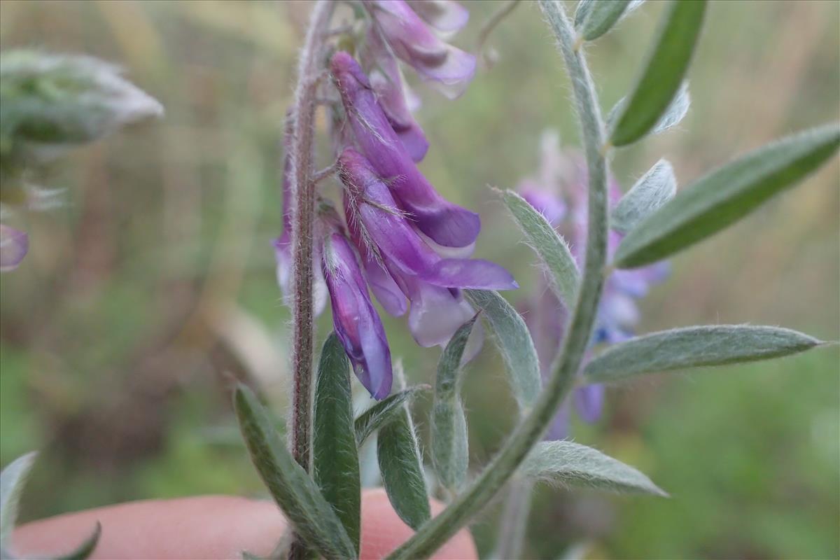 Vicia villosa subsp. villosa (door Stef van Walsum)