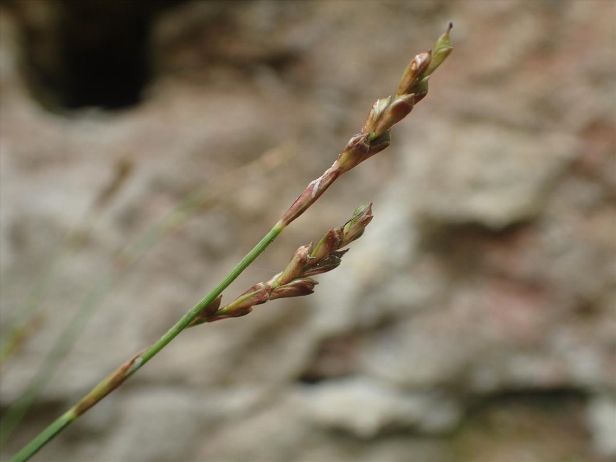 Carex digitata (door Stef van Walsum)