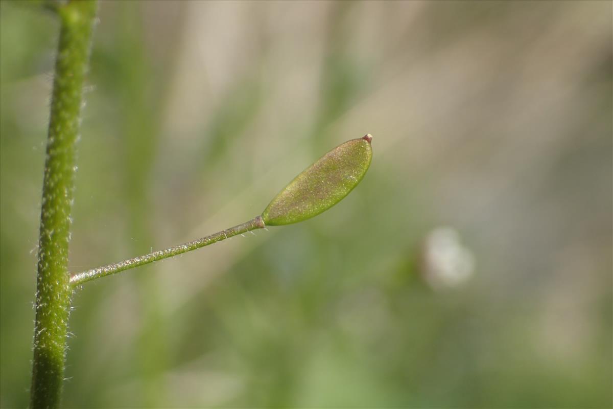 Draba muralis (door Stef van Walsum)