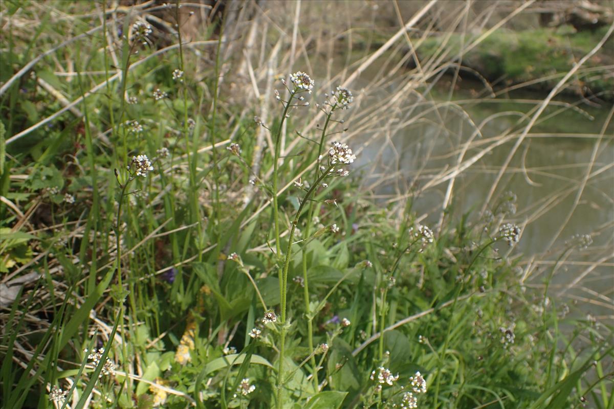 Draba muralis (door Stef van Walsum)