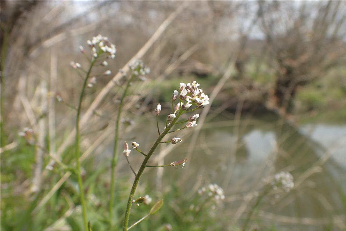 Draba muralis (door Stef van Walsum)