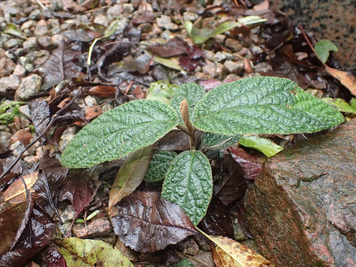 Viburnum rhytidophyllum (door Stef van Walsum)