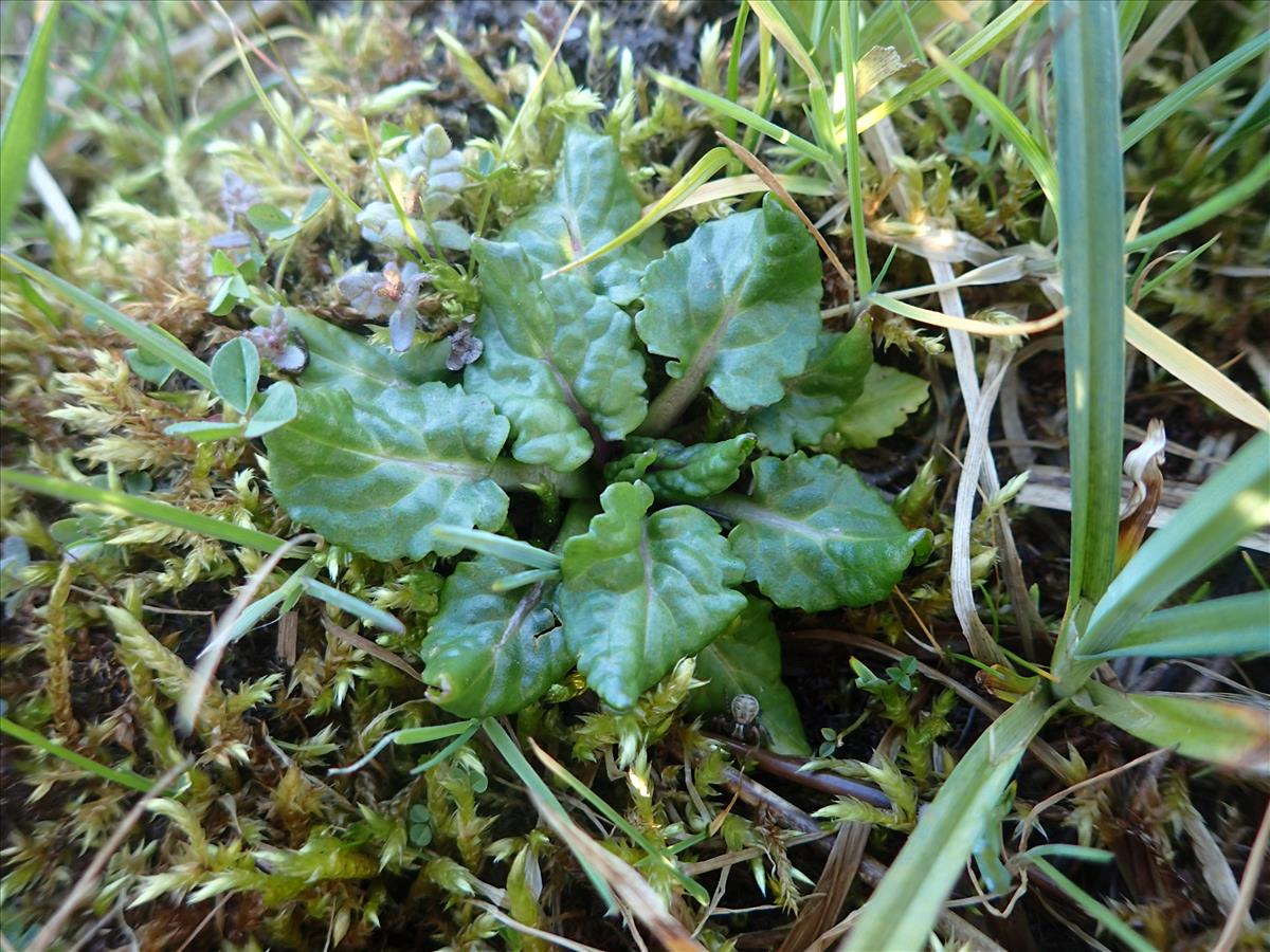 Jacobaea aquatica (door Stef van Walsum)