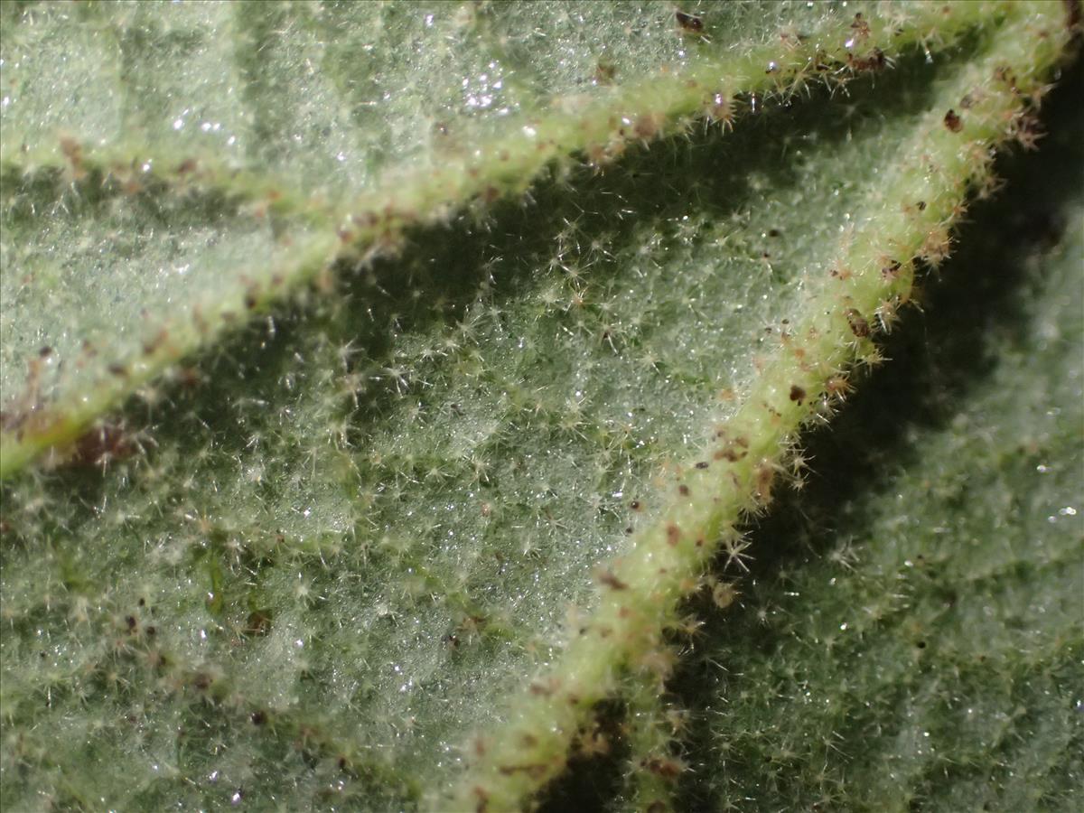 Viburnum rhytidophyllum (door Stef van Walsum)