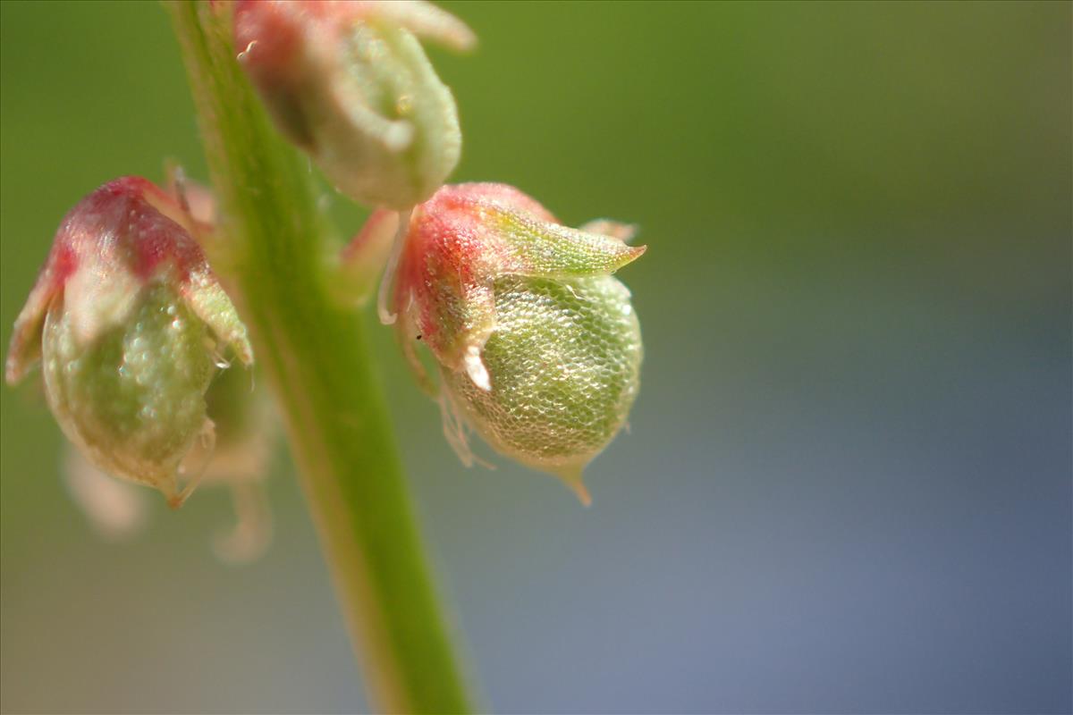 Melilotus indicus (door Stef van Walsum)