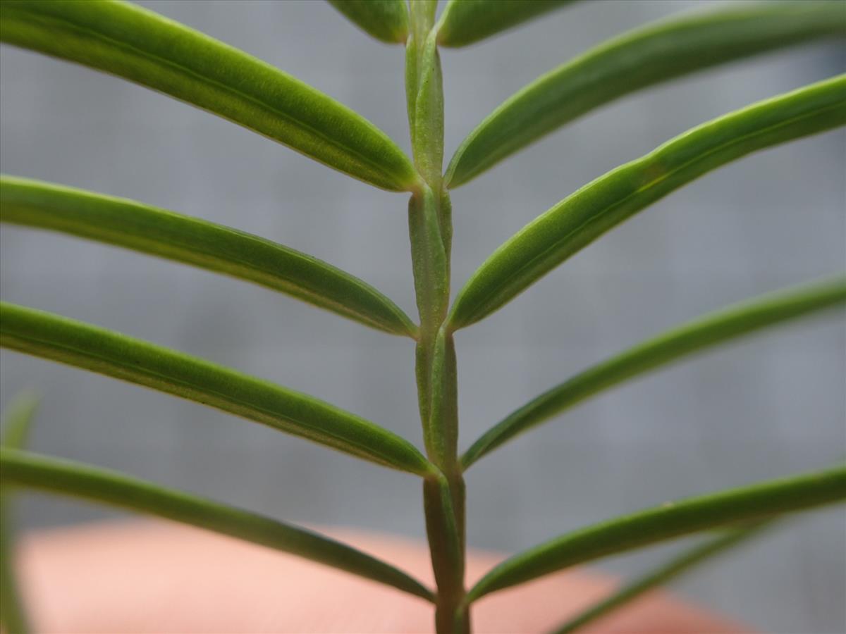 Metasequoia glyptostroboides (door Stef van Walsum)