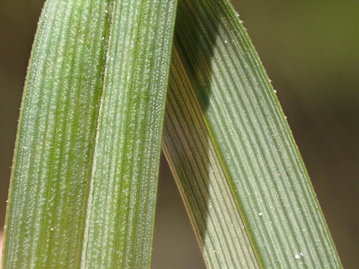 Carex x elytroides (door Stef van Walsum)