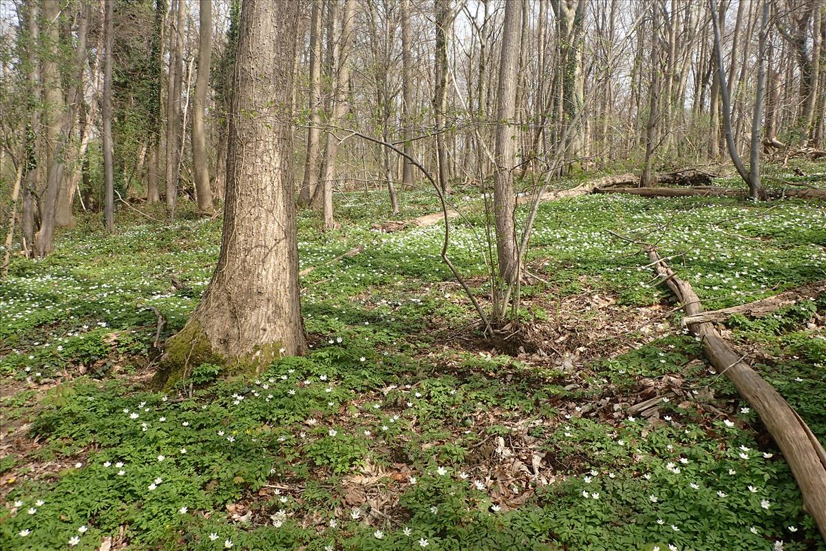 Anemone nemorosa (door Stef van Walsum)