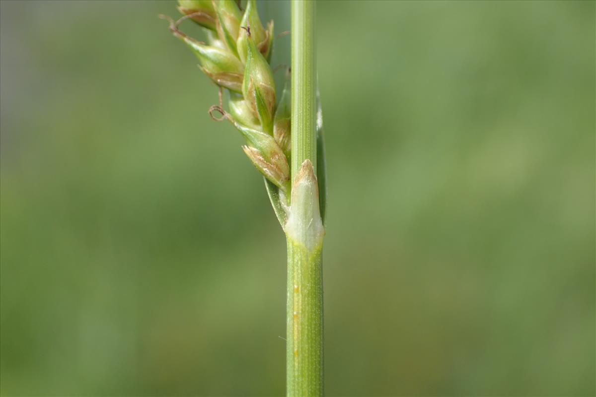 Carex distans (door Stef van Walsum)