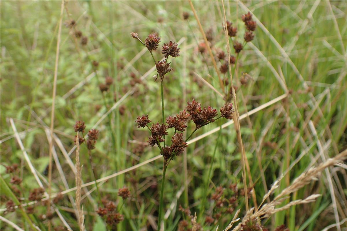 Juncus acuminatus (door Stef van Walsum)