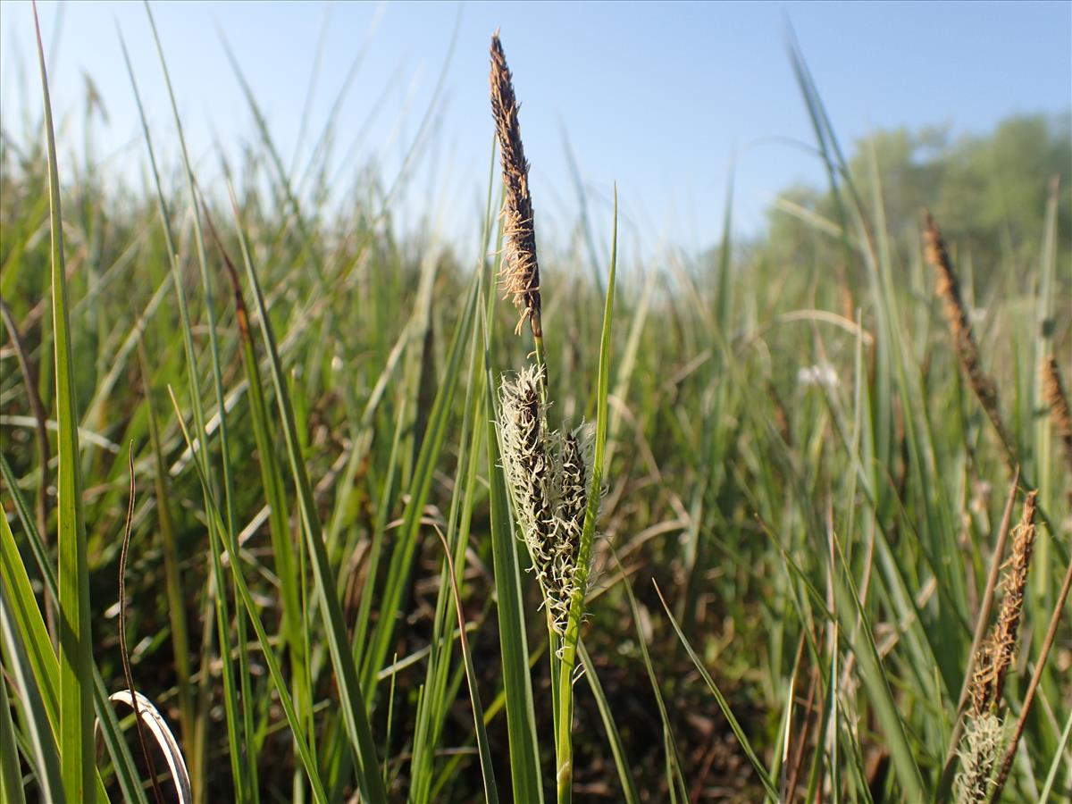 Carex x elytroides (door Stef van Walsum)