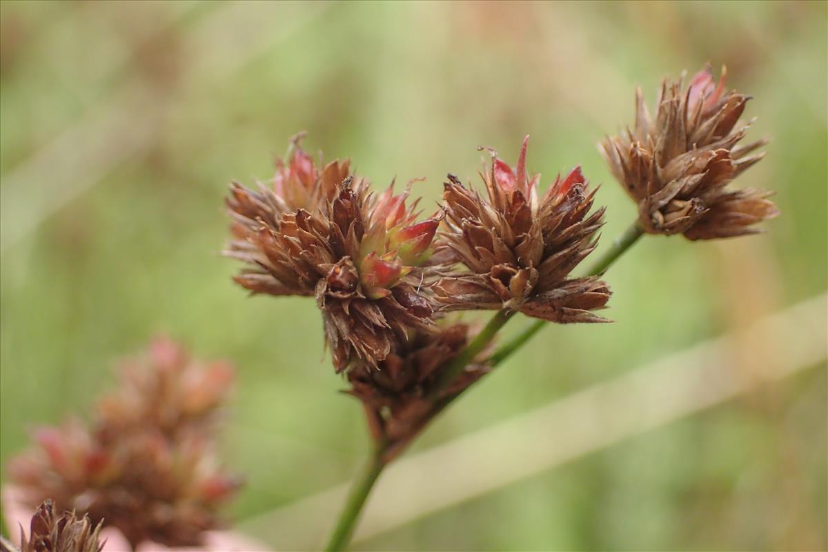 Juncus acuminatus (door Stef van Walsum)