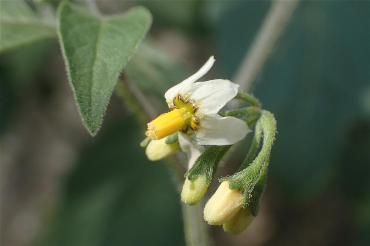 Solanum chenopodioides (door Stef van Walsum)