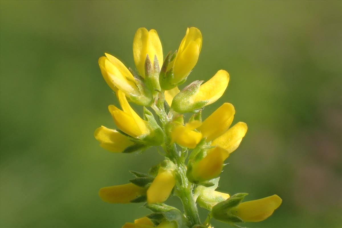 Melilotus indicus (door Stef van Walsum)