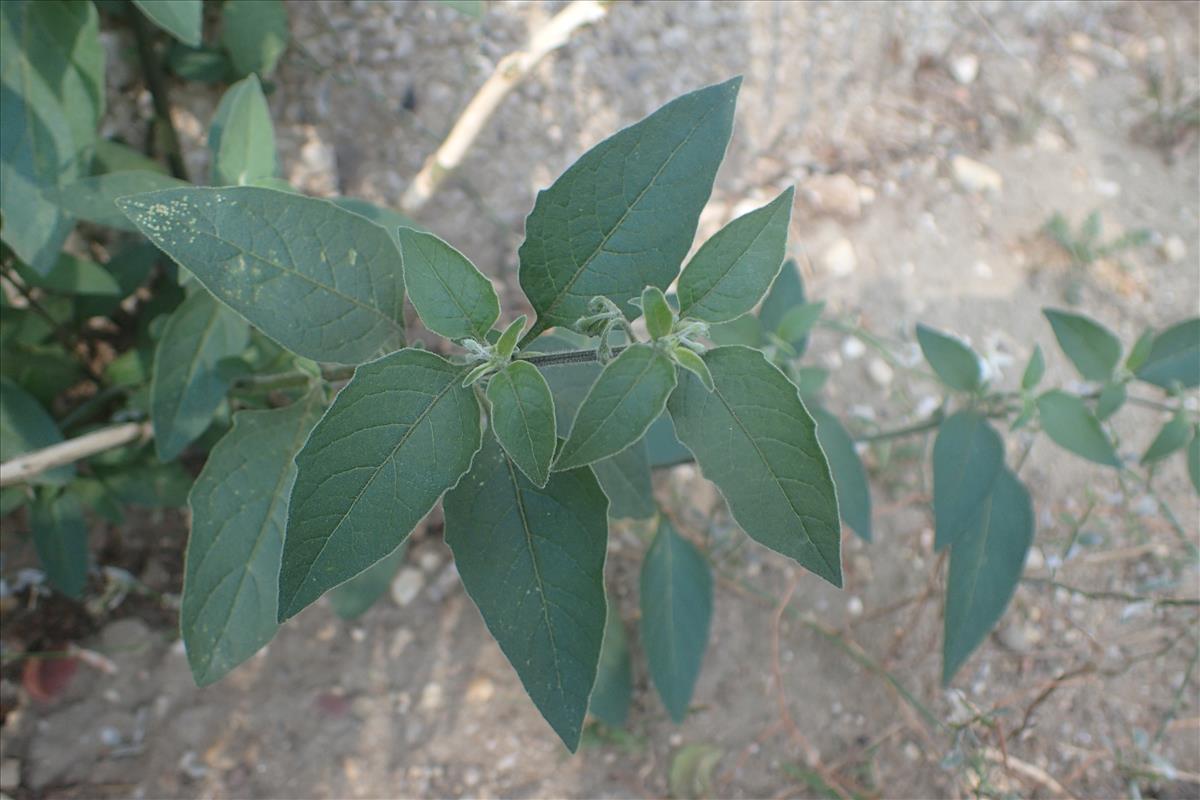 Solanum chenopodioides (door Stef van Walsum)