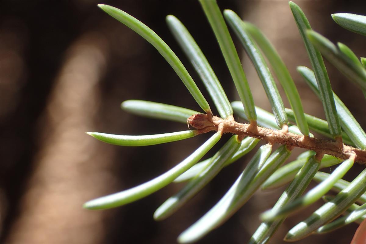 Picea omorika (door Stef van Walsum)