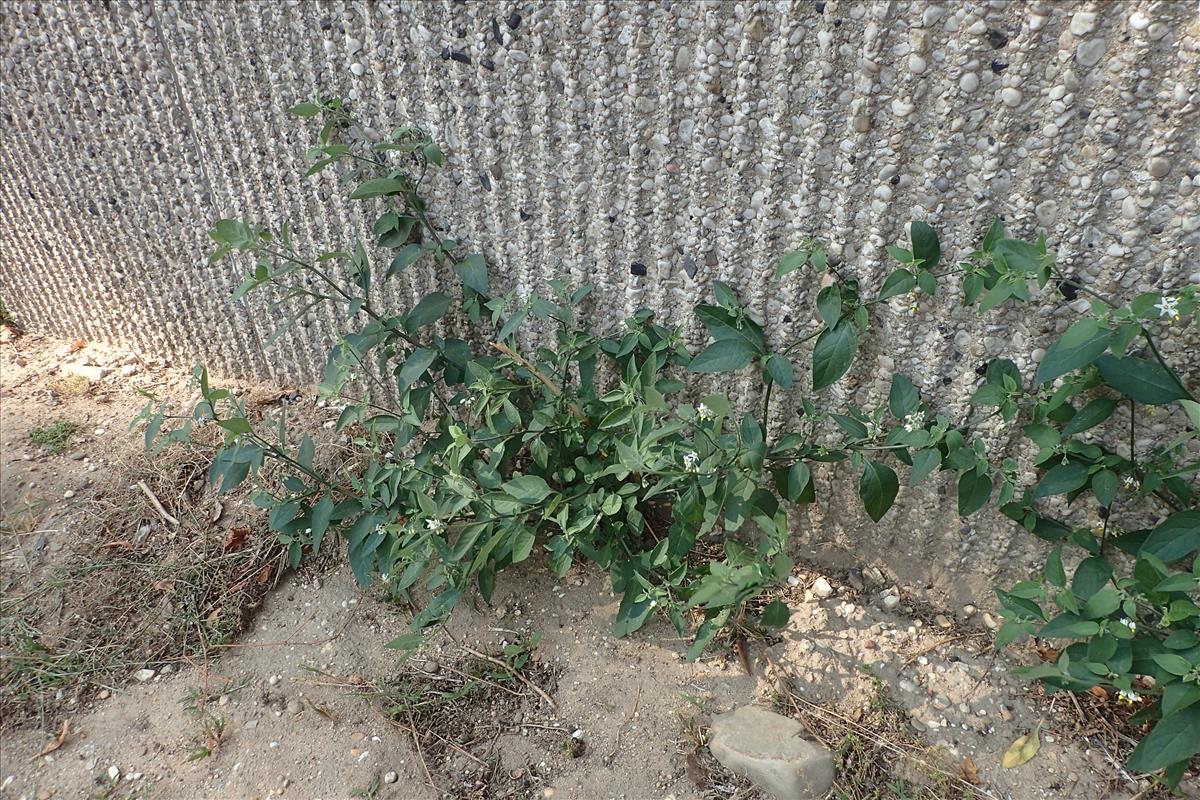 Solanum chenopodioides (door Stef van Walsum)