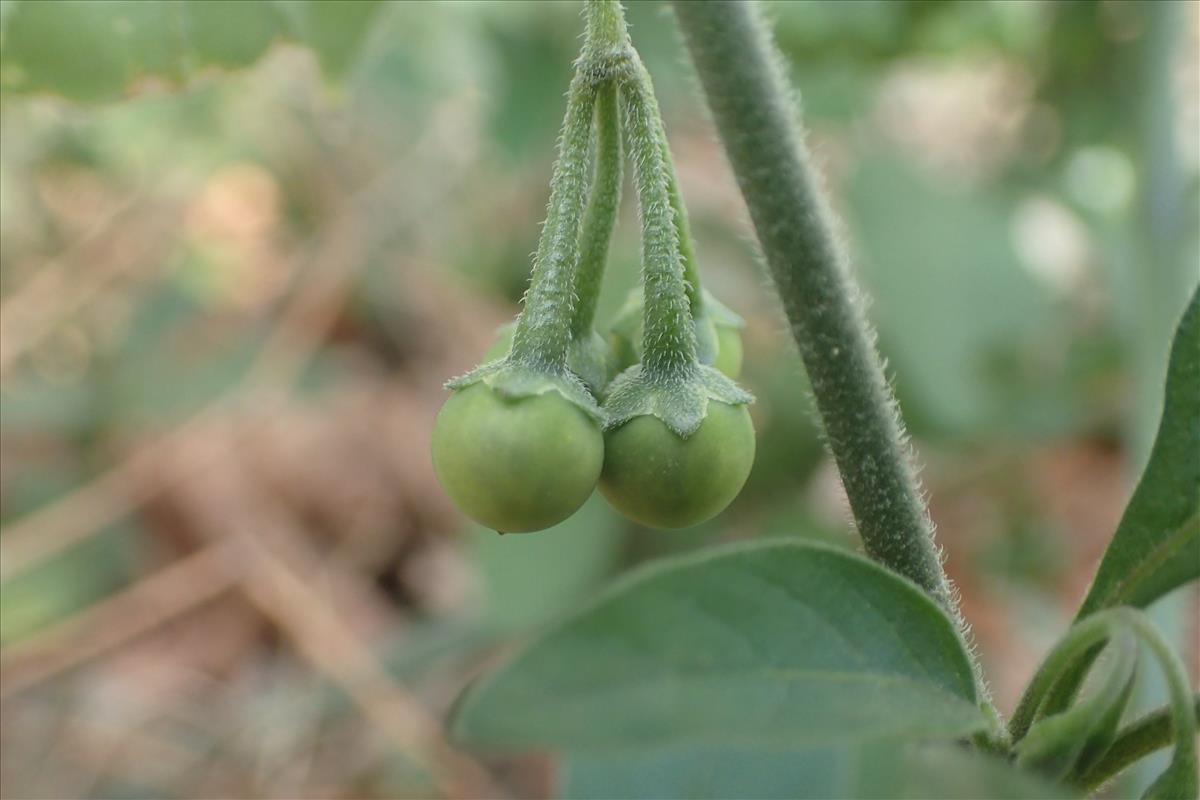 Solanum chenopodioides (door Stef van Walsum)