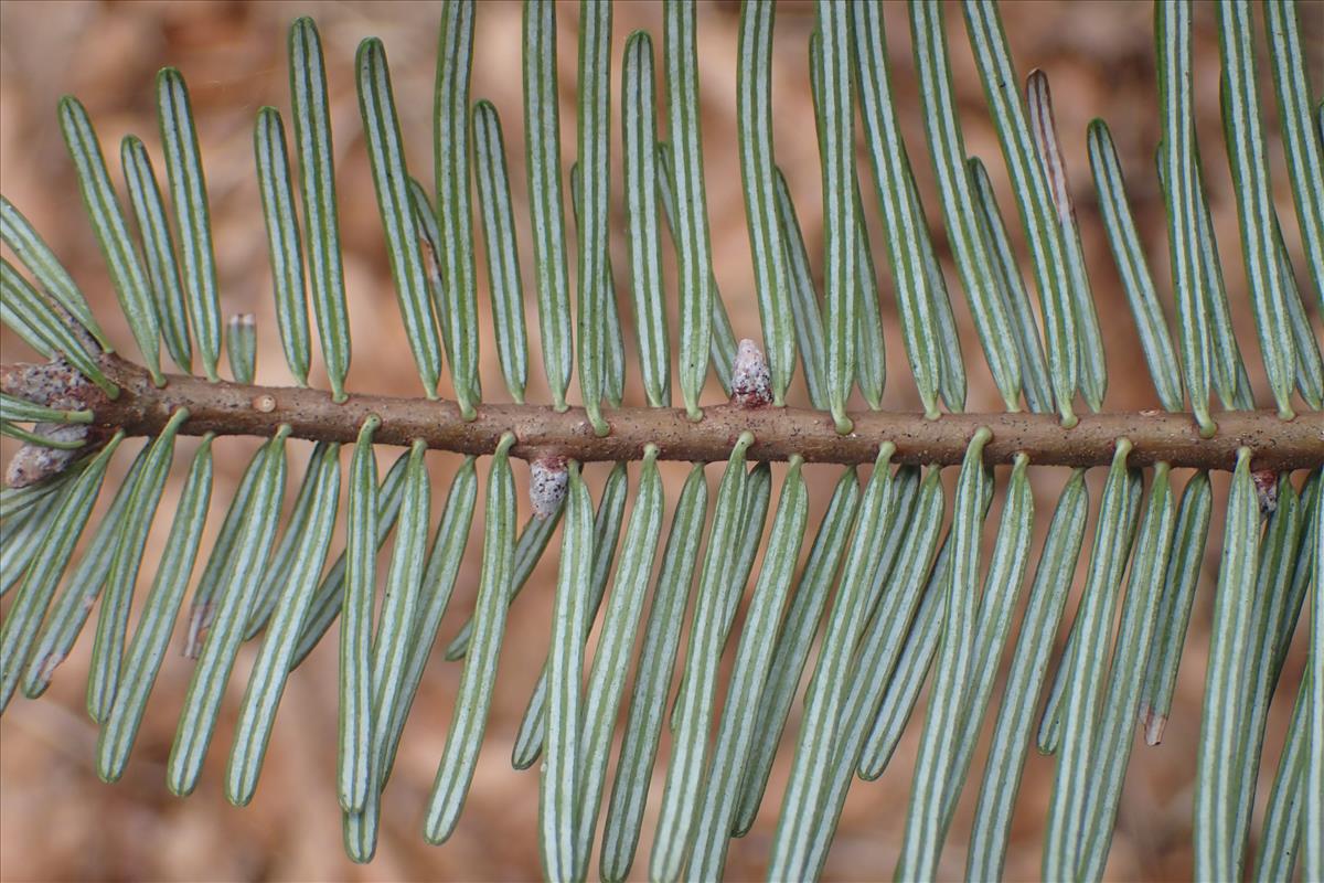 Abies grandis (door Stef van Walsum)