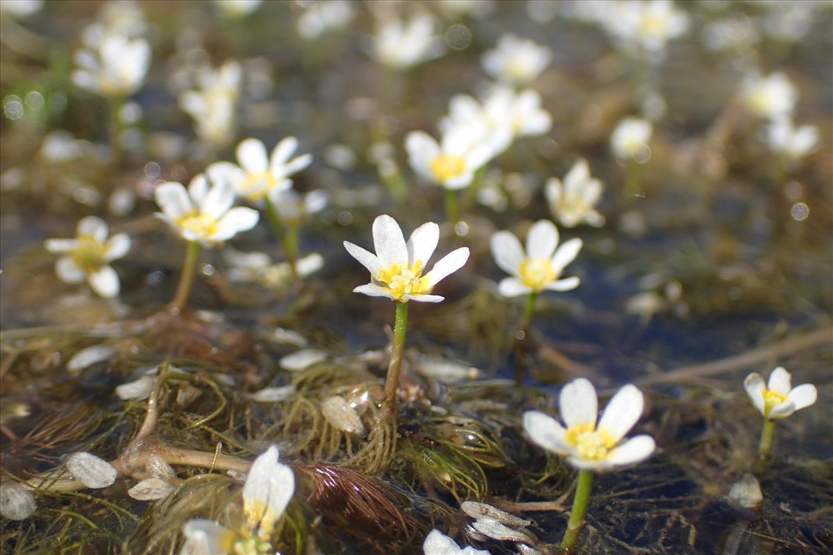 Ranunculus trichophyllus (door Stef van Walsum)