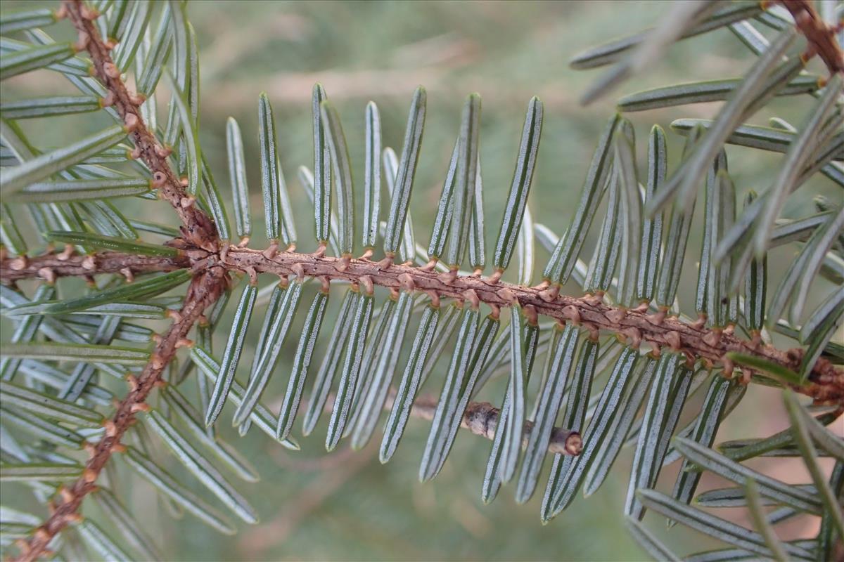 Picea omorika (door Stef van Walsum)