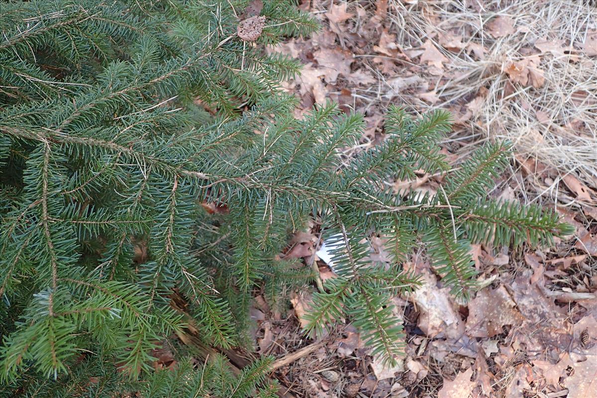 Picea omorika (door Stef van Walsum)