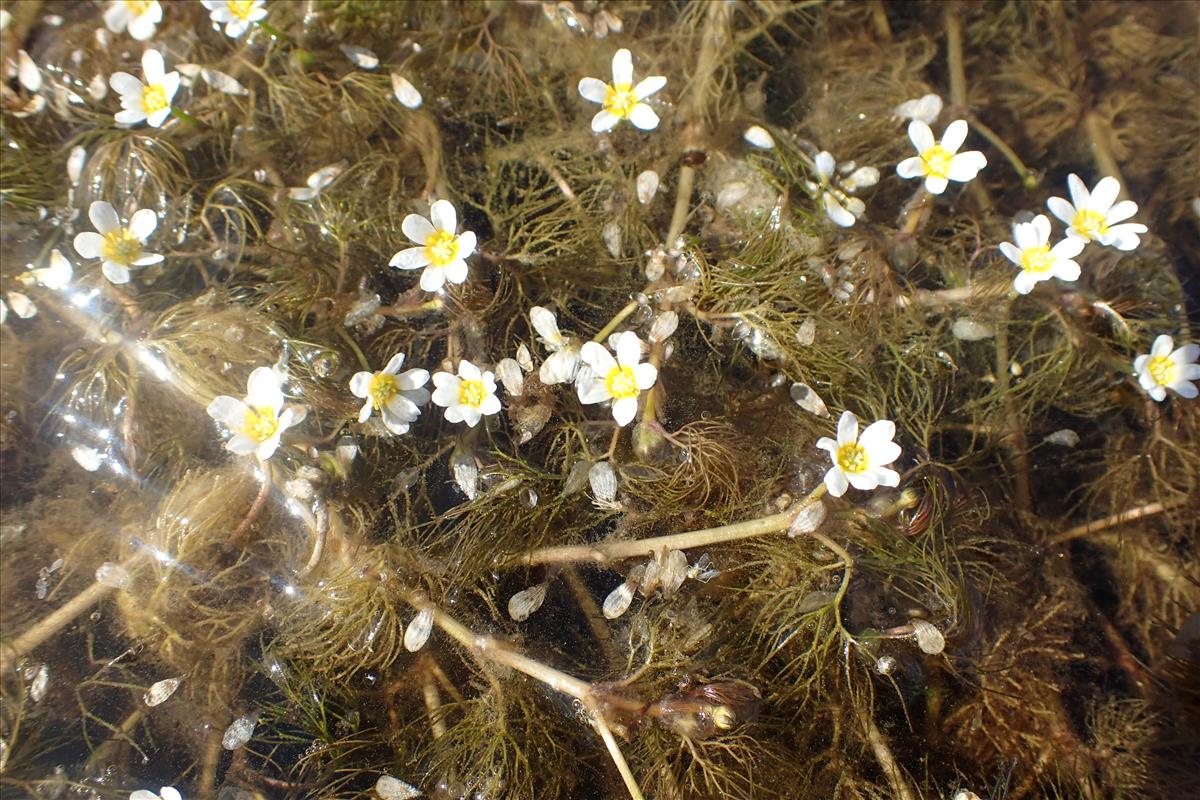 Ranunculus trichophyllus (door Stef van Walsum)