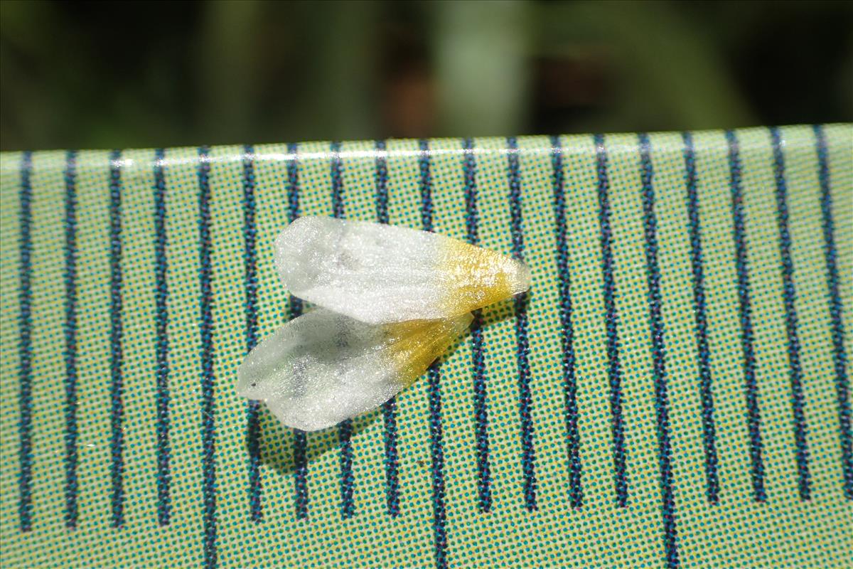 Ranunculus trichophyllus (door Stef van Walsum)