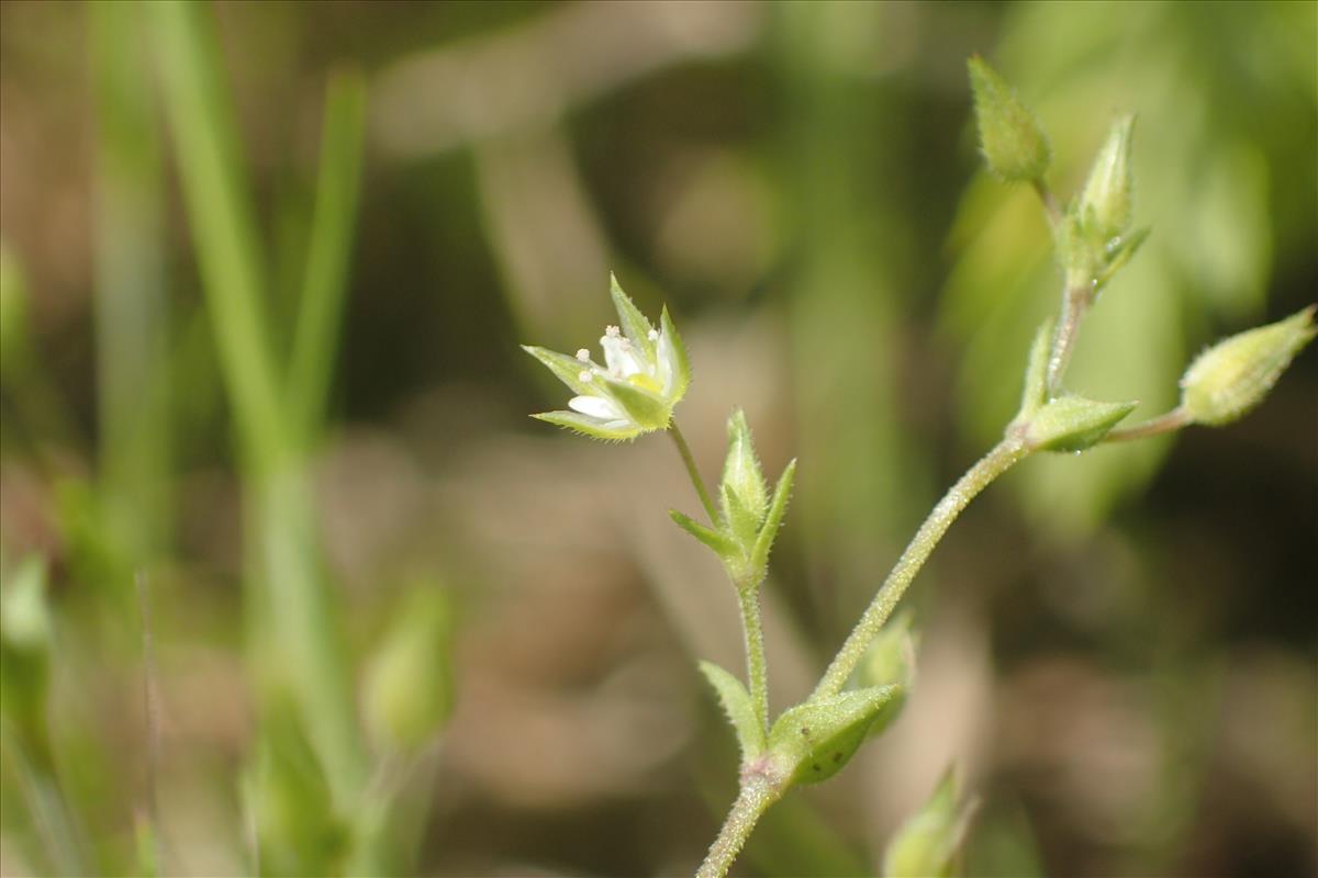 Arenaria leptoclados (door Stef van Walsum)