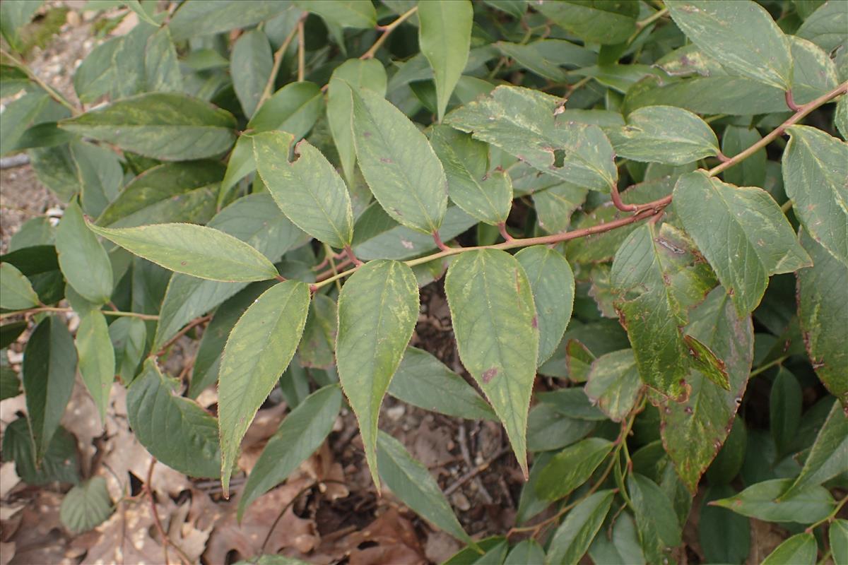 Leucothoe fontanesiana (door Stef van Walsum)