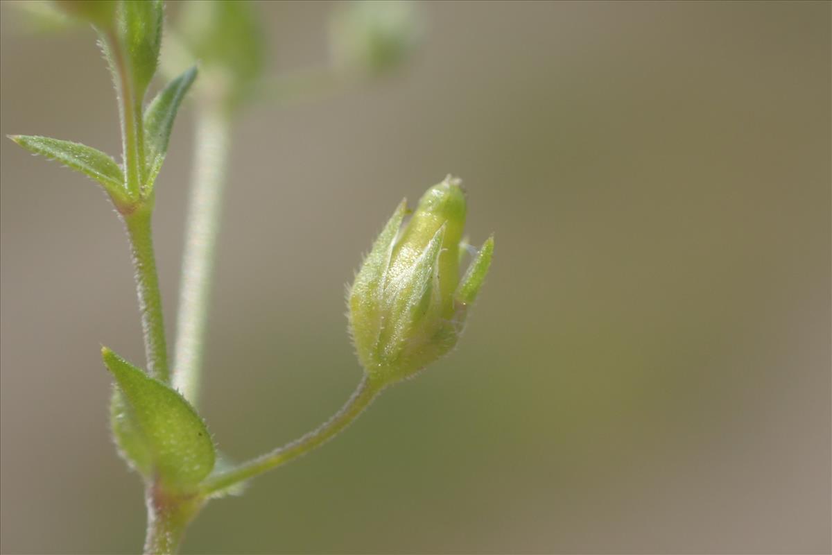 Arenaria leptoclados (door Stef van Walsum)