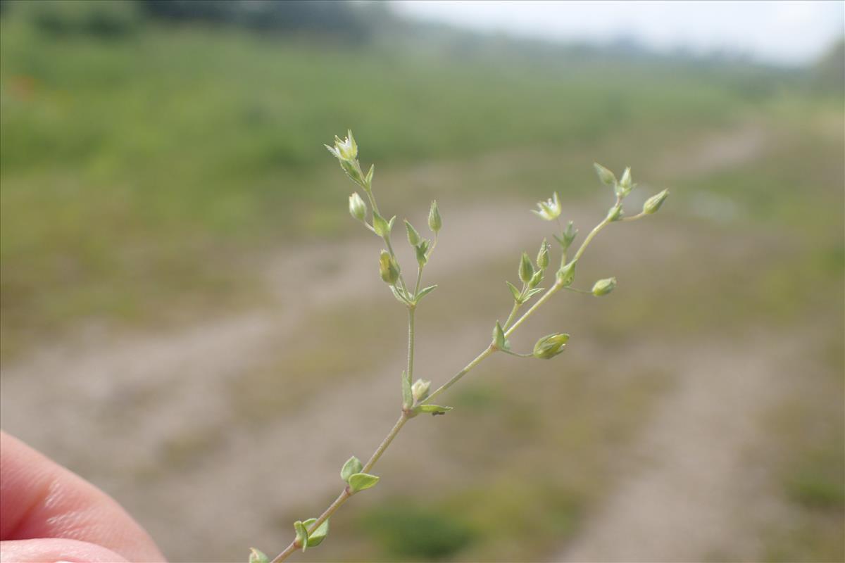 Arenaria leptoclados (door Stef van Walsum)