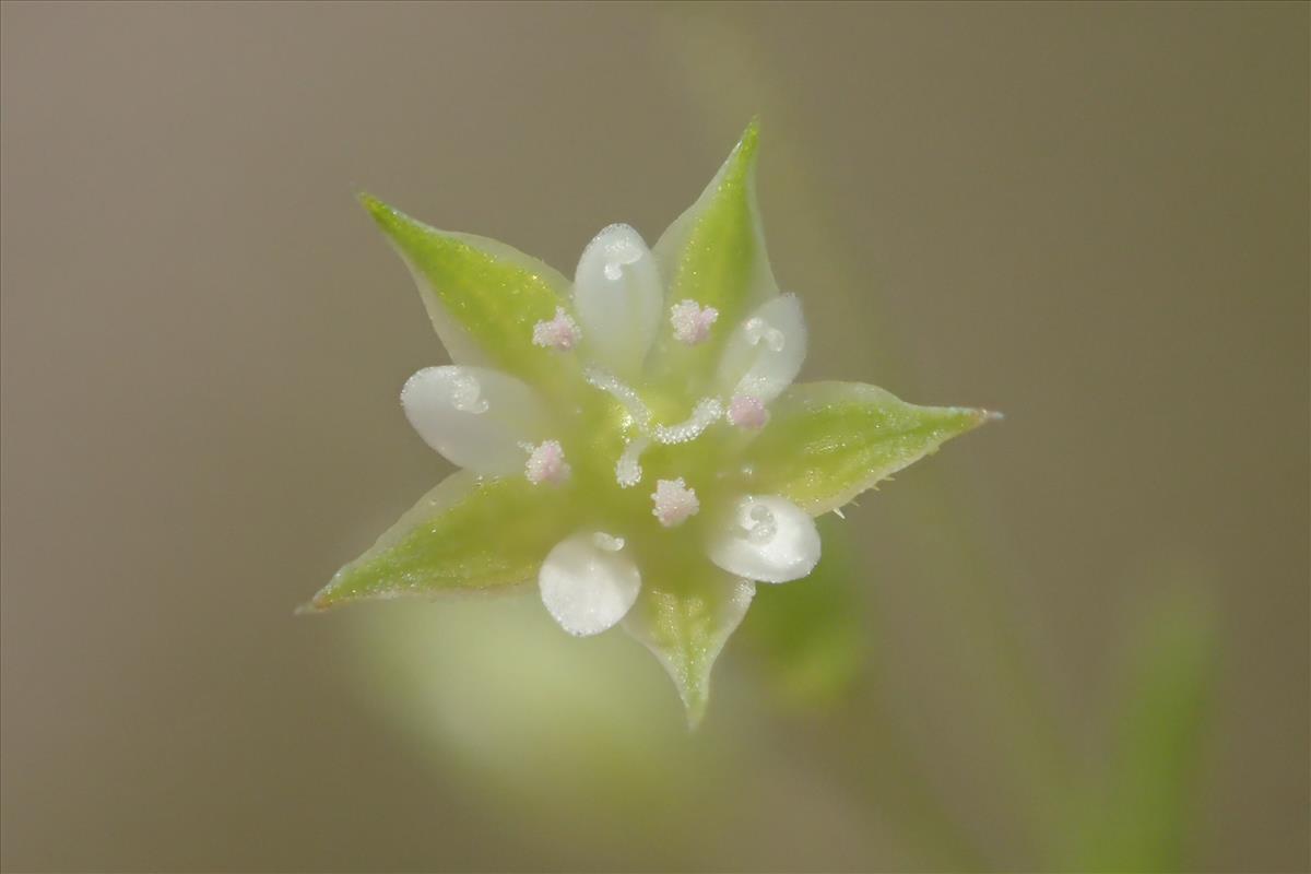 Arenaria leptoclados (door Stef van Walsum)