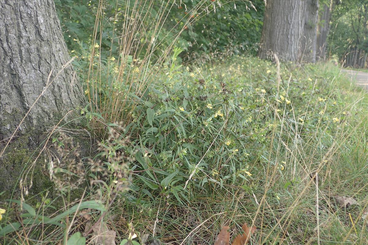 Melampyrum pratense (door Stef van Walsum)