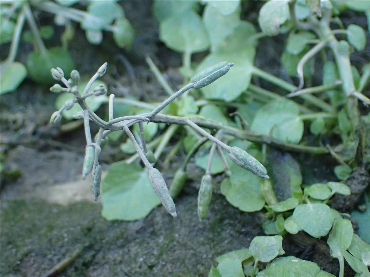 Nasturtium officinale (door Stef van Walsum)