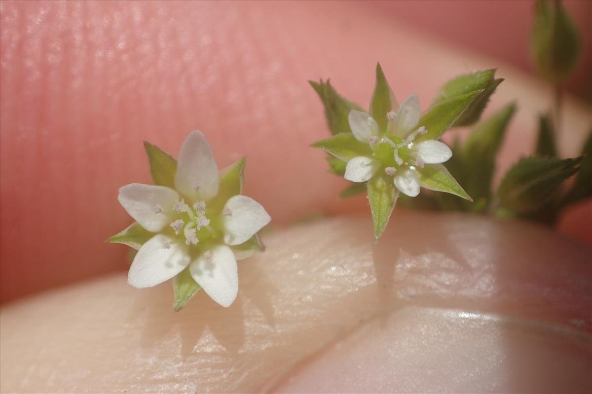 Arenaria leptoclados (door Stef van Walsum)