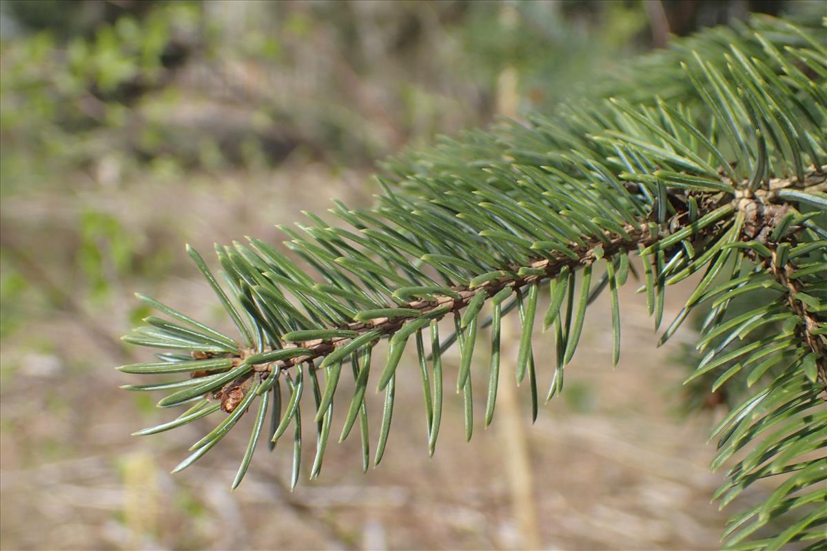 Picea sitchensis (door Stef van Walsum)