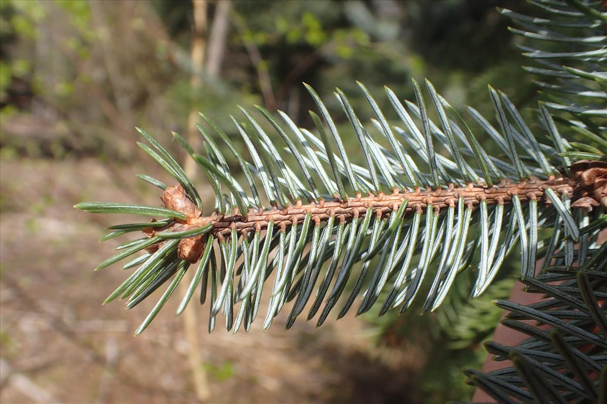 Picea sitchensis (door Stef van Walsum)